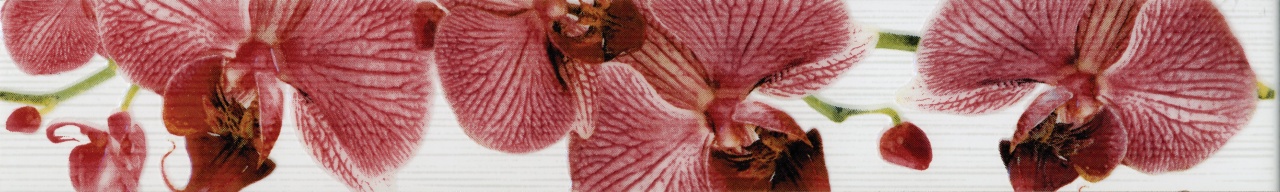 картинка 267081 Фиори Орхидея бордюр 6*40 , М-Квадрат от магазина Плитбург 