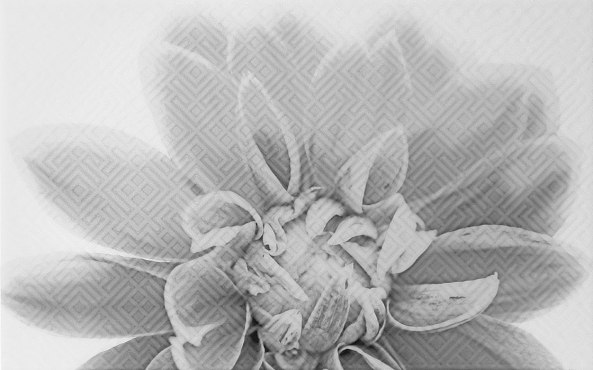 10301001886 Камелия чер декор 03 глянцевая 25х40, Gracia Ceramica