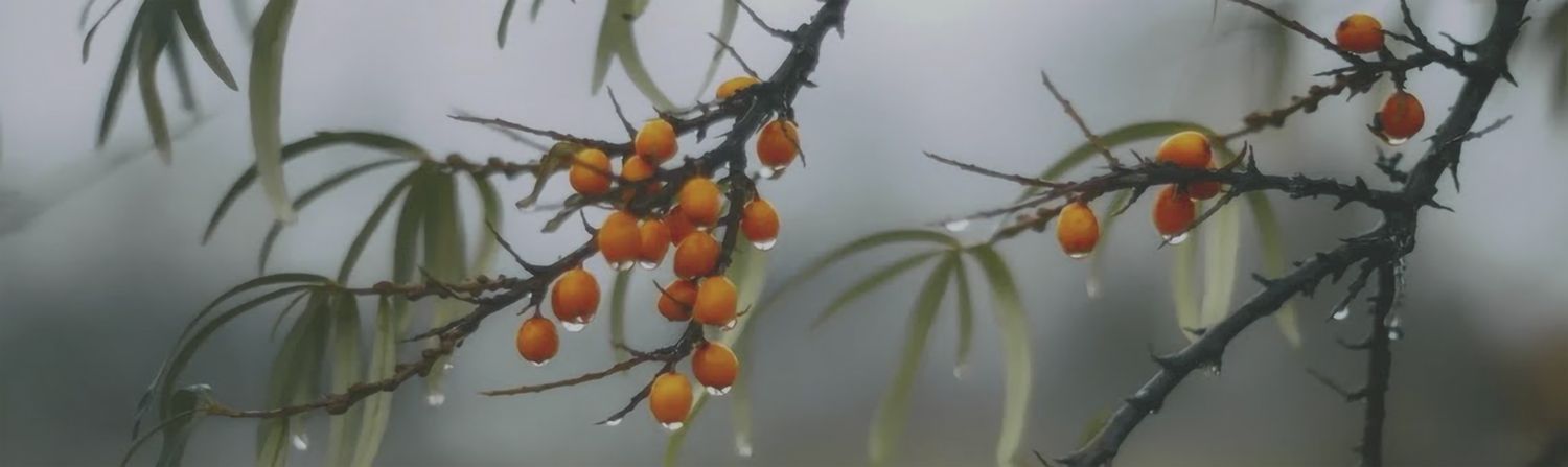 Декор OS\A119\9016 Тракай 7 глянцевый 8,5x28,5x0,85, Kerama Marazzi (Керама Марацци)